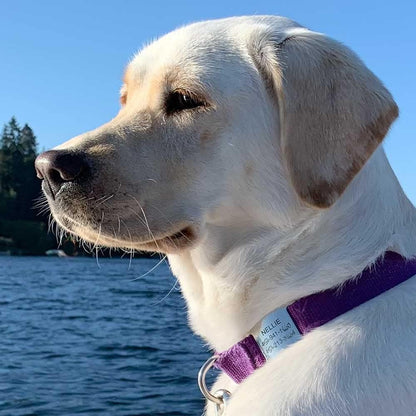 Placa Rectangular Abierta para Collar