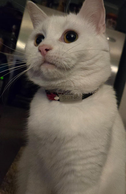 Placa Silicona Flexible