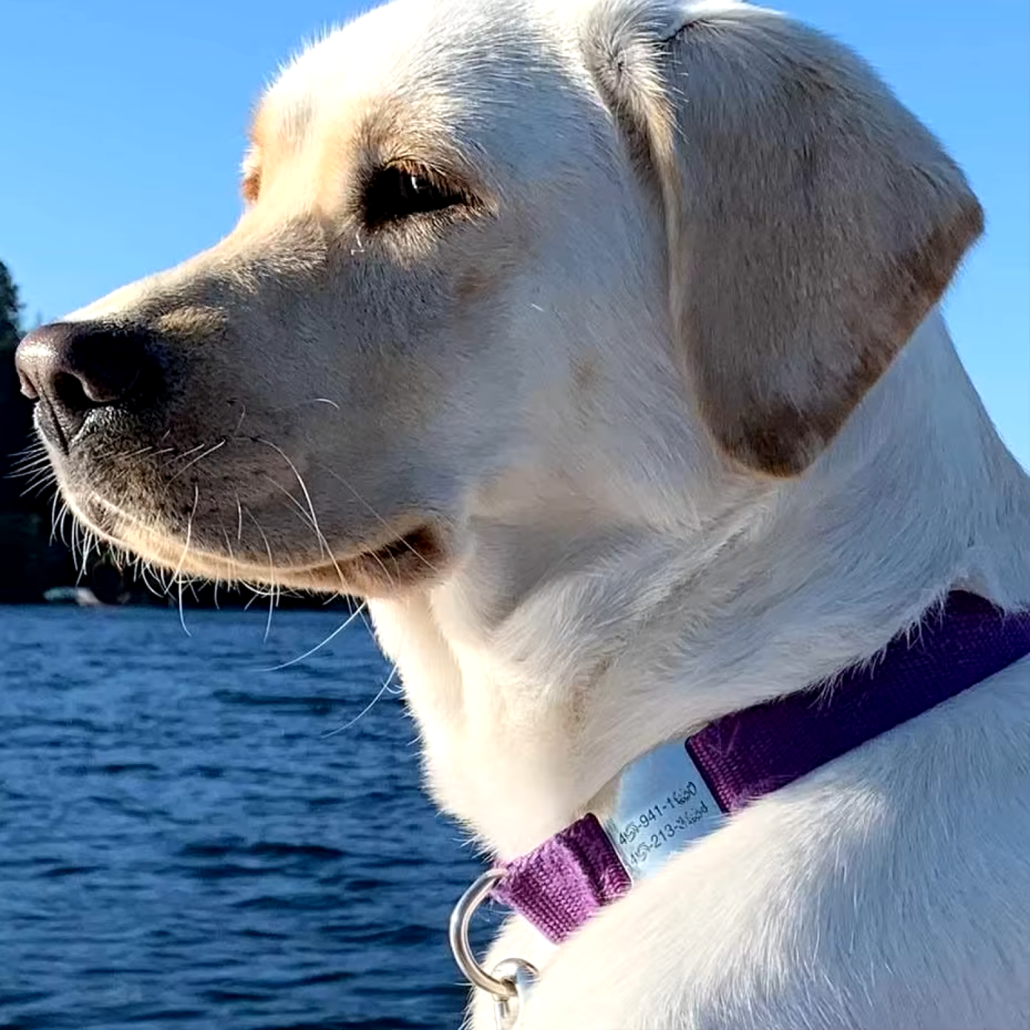 Placa Ovalada Cerrada para Collar