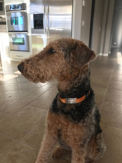 Placa Rectangular Cerrada para Collar