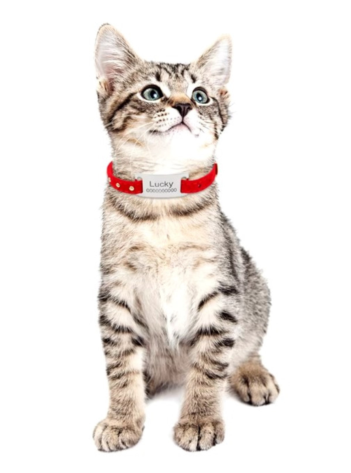 Placa Rectangular Cerrada para Collar